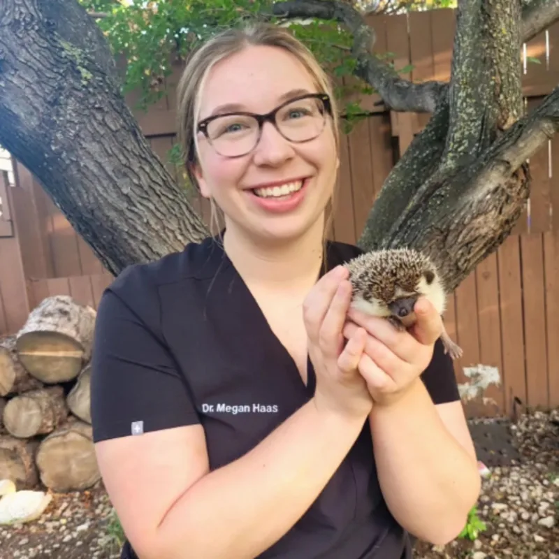 Dr. Megan Haas holding a hedgehog. Dr. Megan Haas holding a hedgehog.