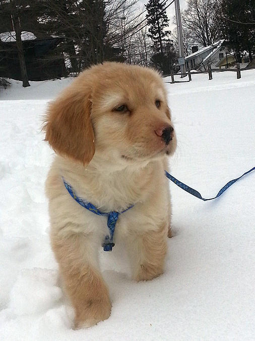 puppy in snow