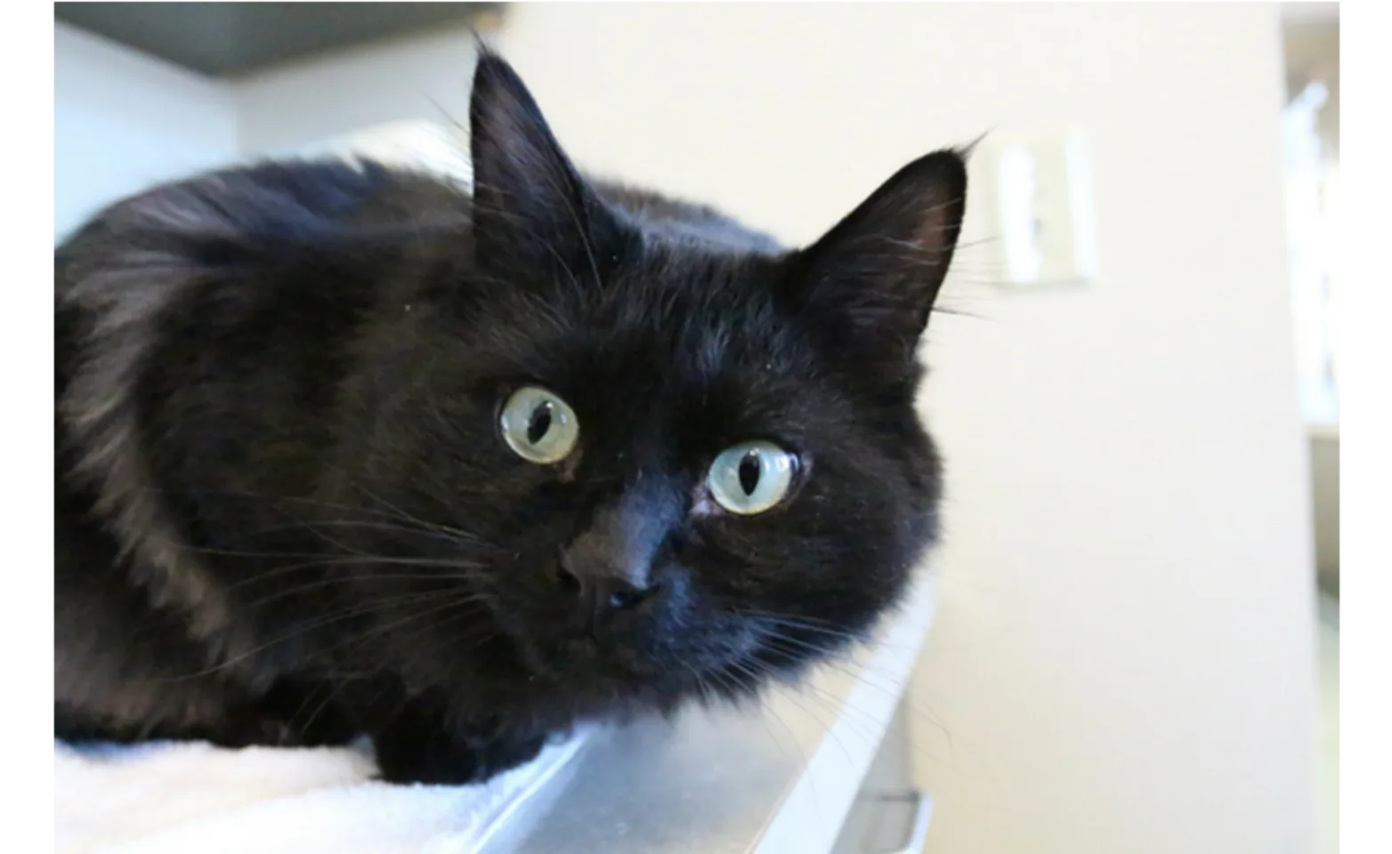 A black cat on top of a counter A black cat on top of a counter
