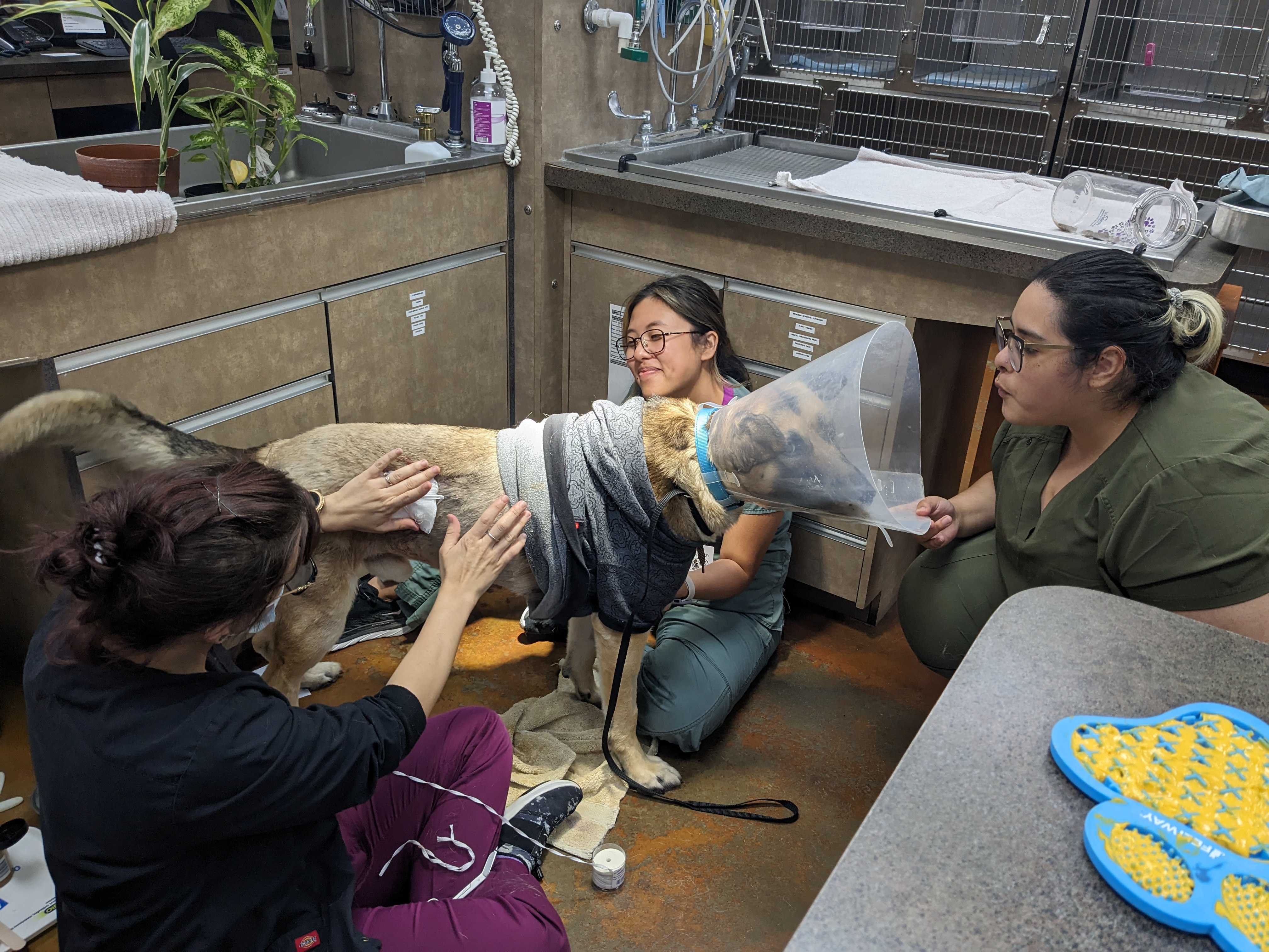 Employees helping a dog after surgery