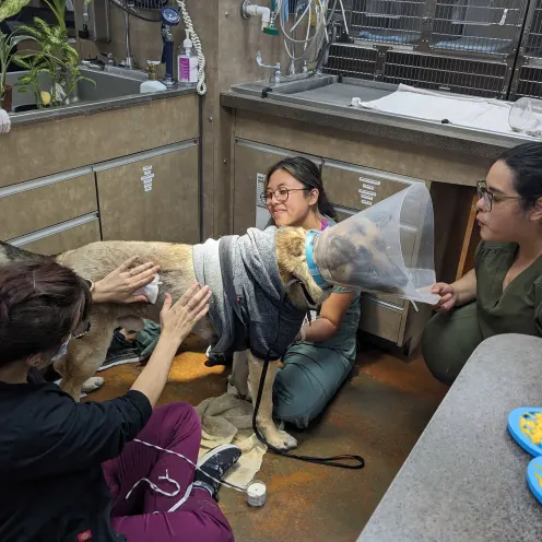 Employees helping a dog after surgery