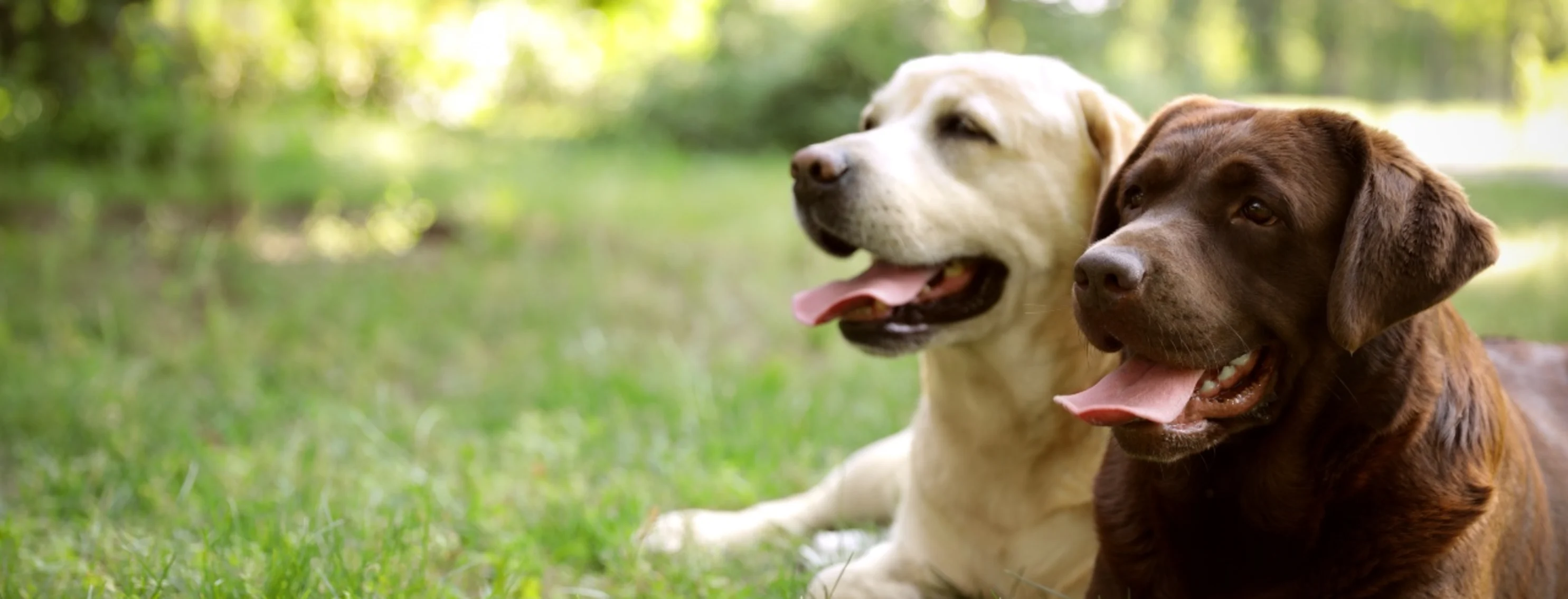 2 dogs laying next to each other on grass lawn