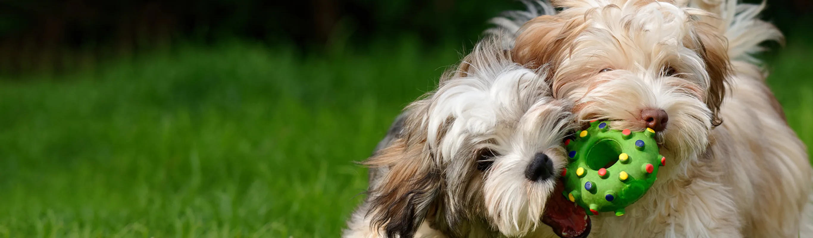 Two dogs playing with toy in grass Two dogs playing with toy in grass