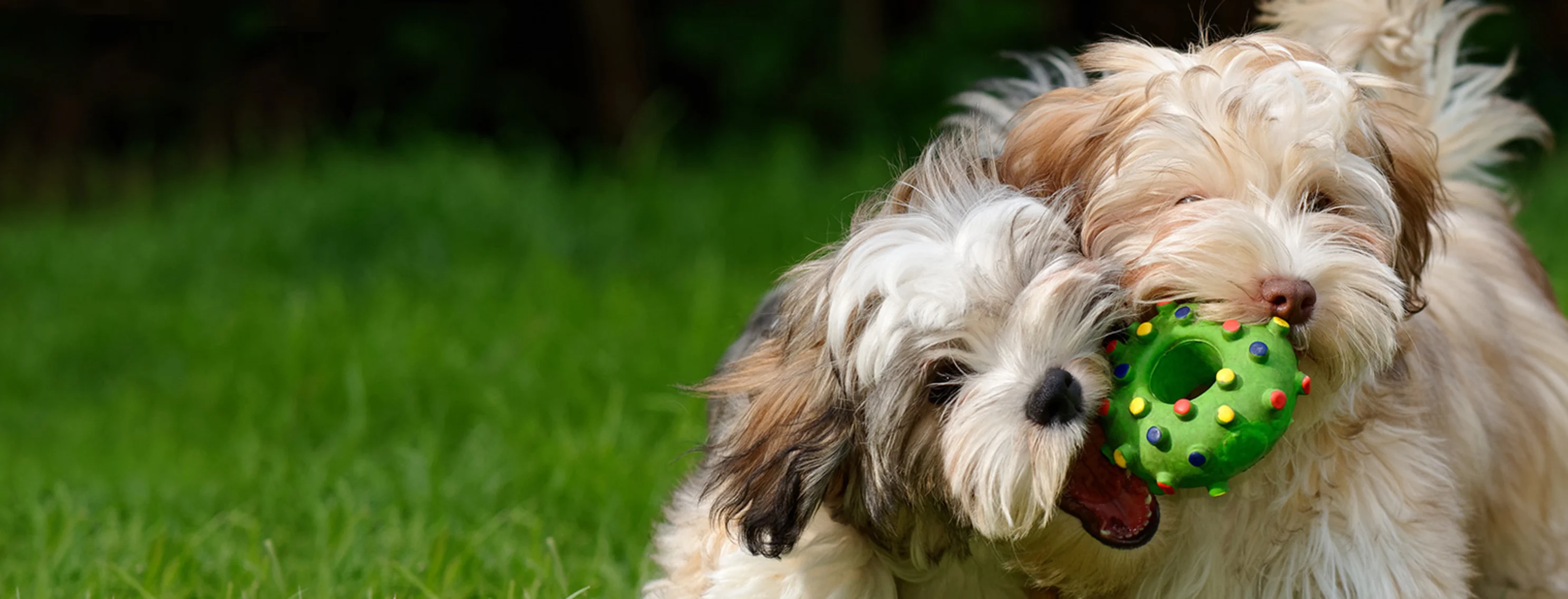 Two dogs playing with toy in grass