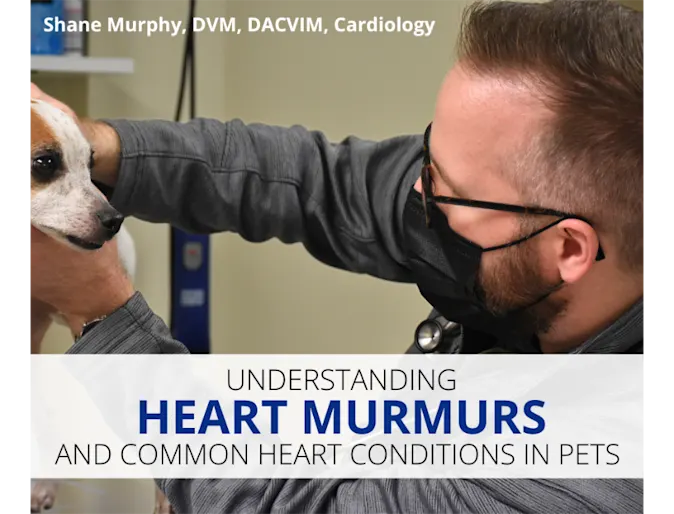 Understanding Heart Murmurs and Common Heart Conditions in Pets Understanding Heart Murmurs and Common Heart Conditions in Pets