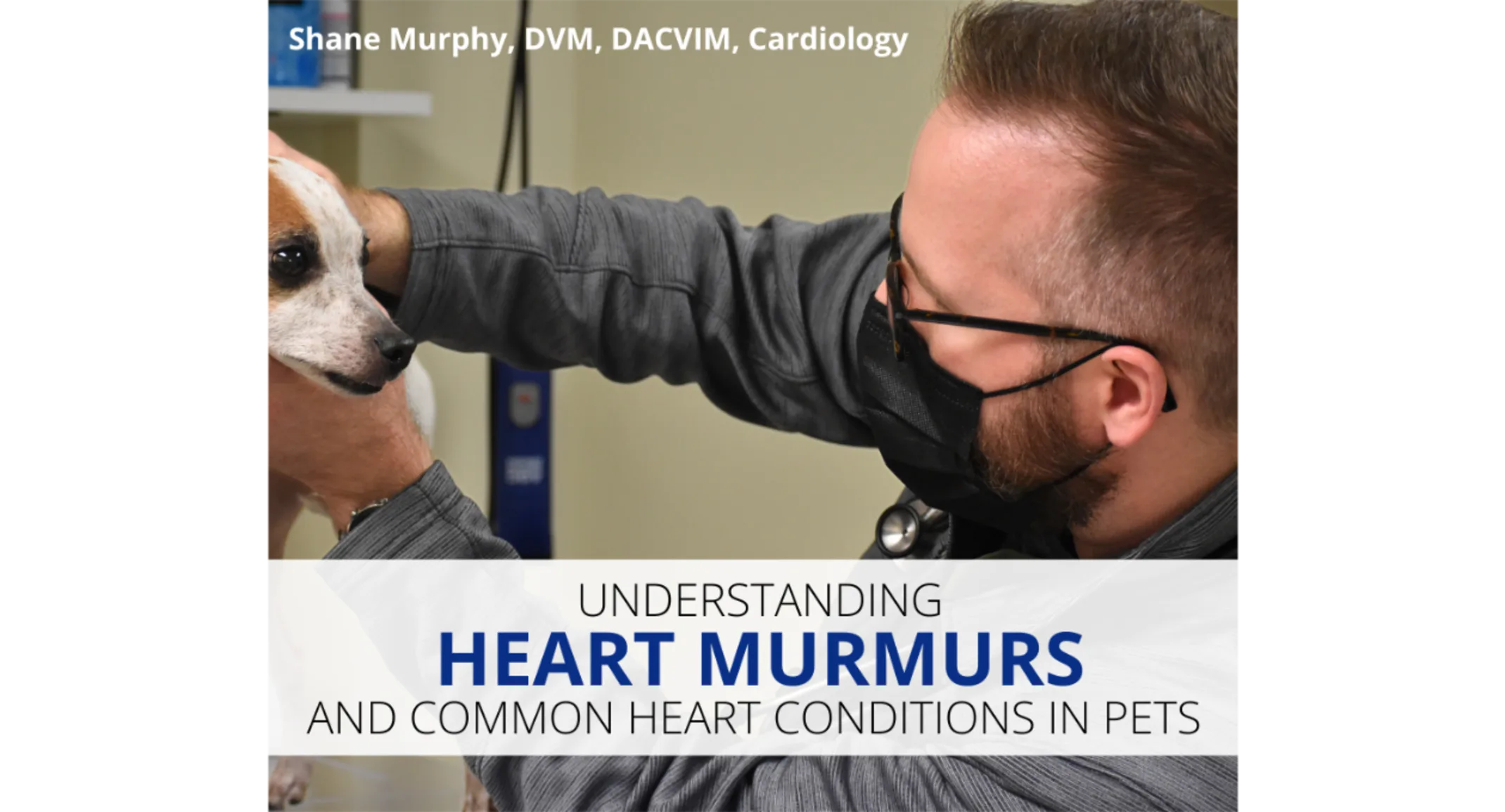 Understanding Heart Murmurs and Common Heart Conditions in Pets Understanding Heart Murmurs and Common Heart Conditions in Pets