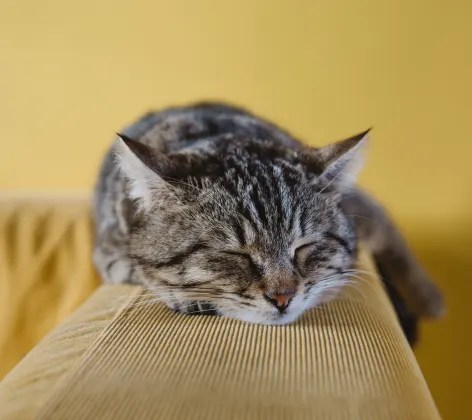 A cat laying down on a couch with a yellow background