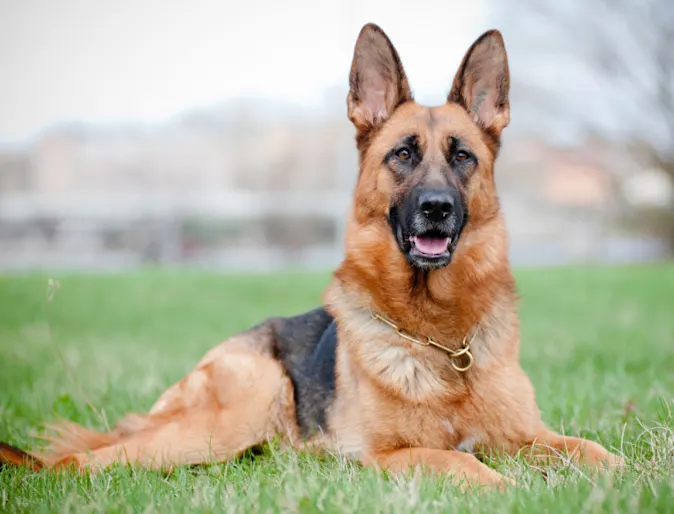 German Shepard Lying Down Outside German Shepard Lying Down Outside