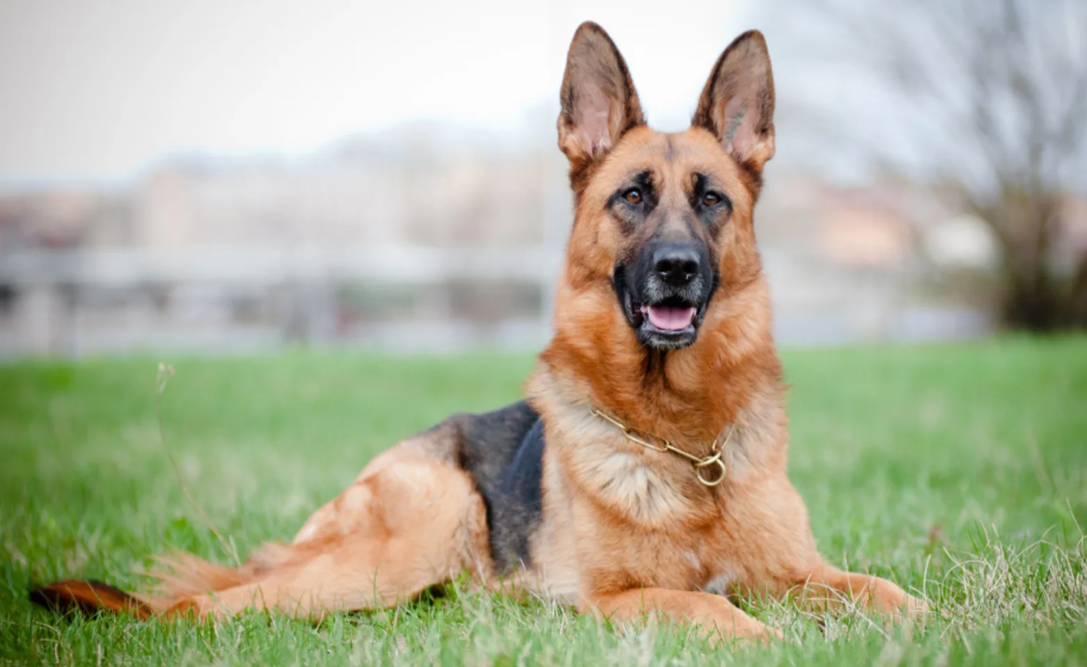 German Shepard Lying Down Outside