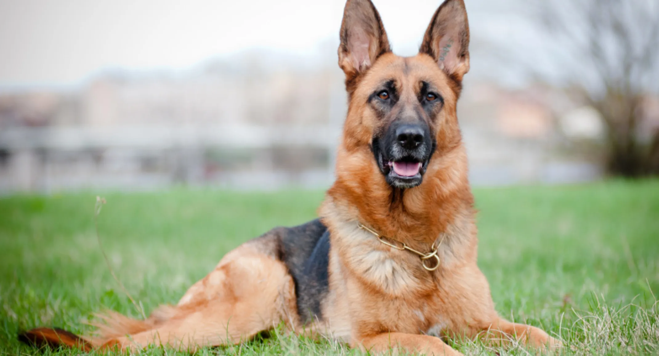 German Shepard Lying Down Outside German Shepard Lying Down Outside