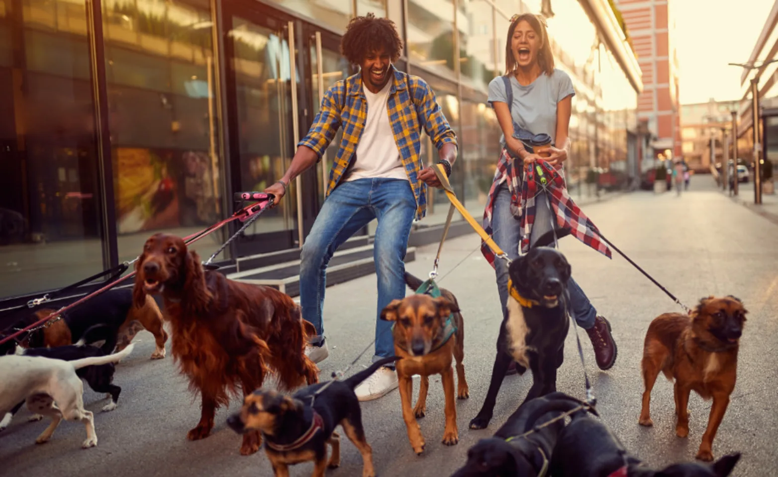 Two People Walking 10 Dogs on Leashes