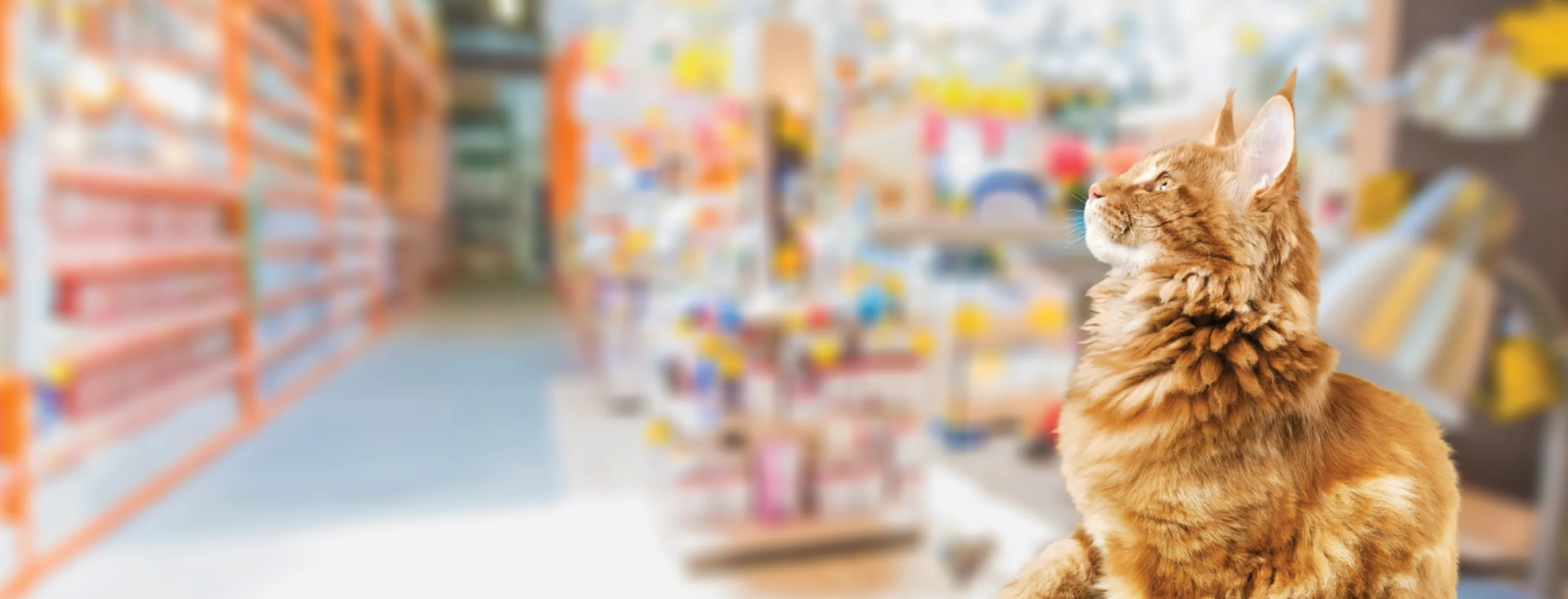 Tan cat in store looking up at product shelves