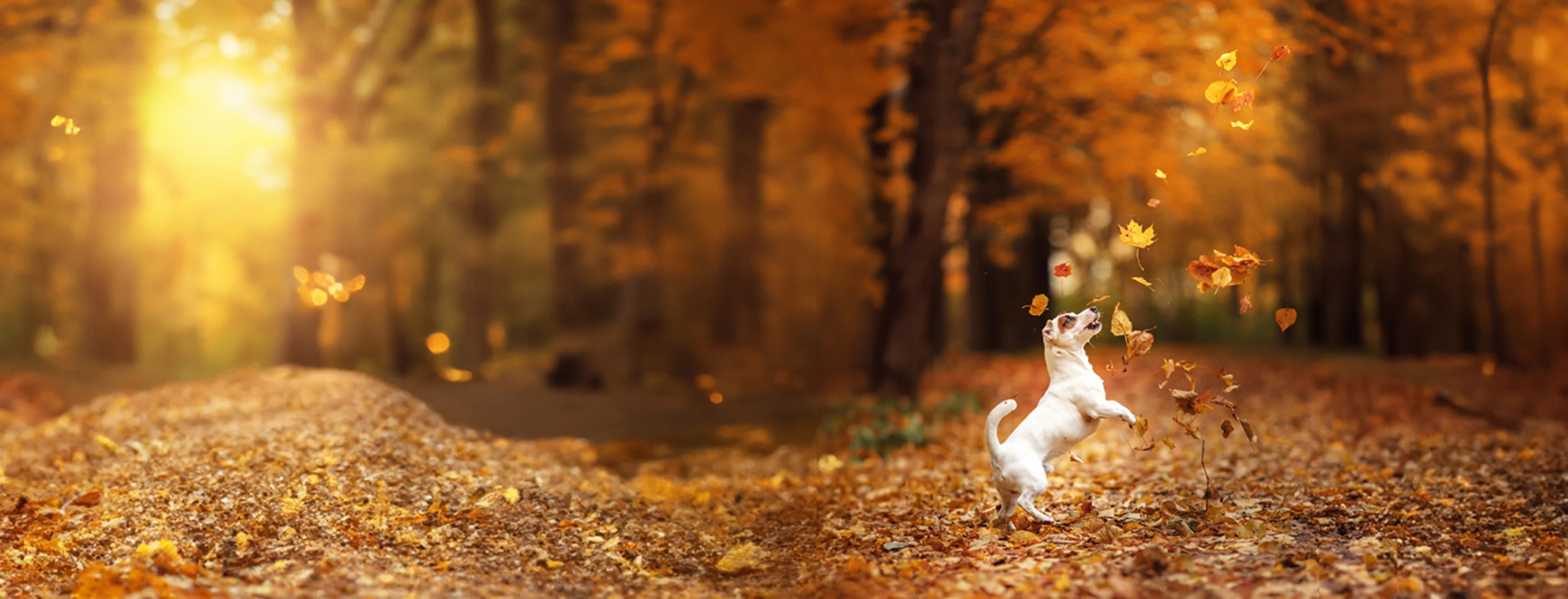 A Jack Russell Terrier jumping to reach falling leaves in an autumnal backdrop. A Jack Russell Terrier jumping to reach falling leaves in an autumnal backdrop.