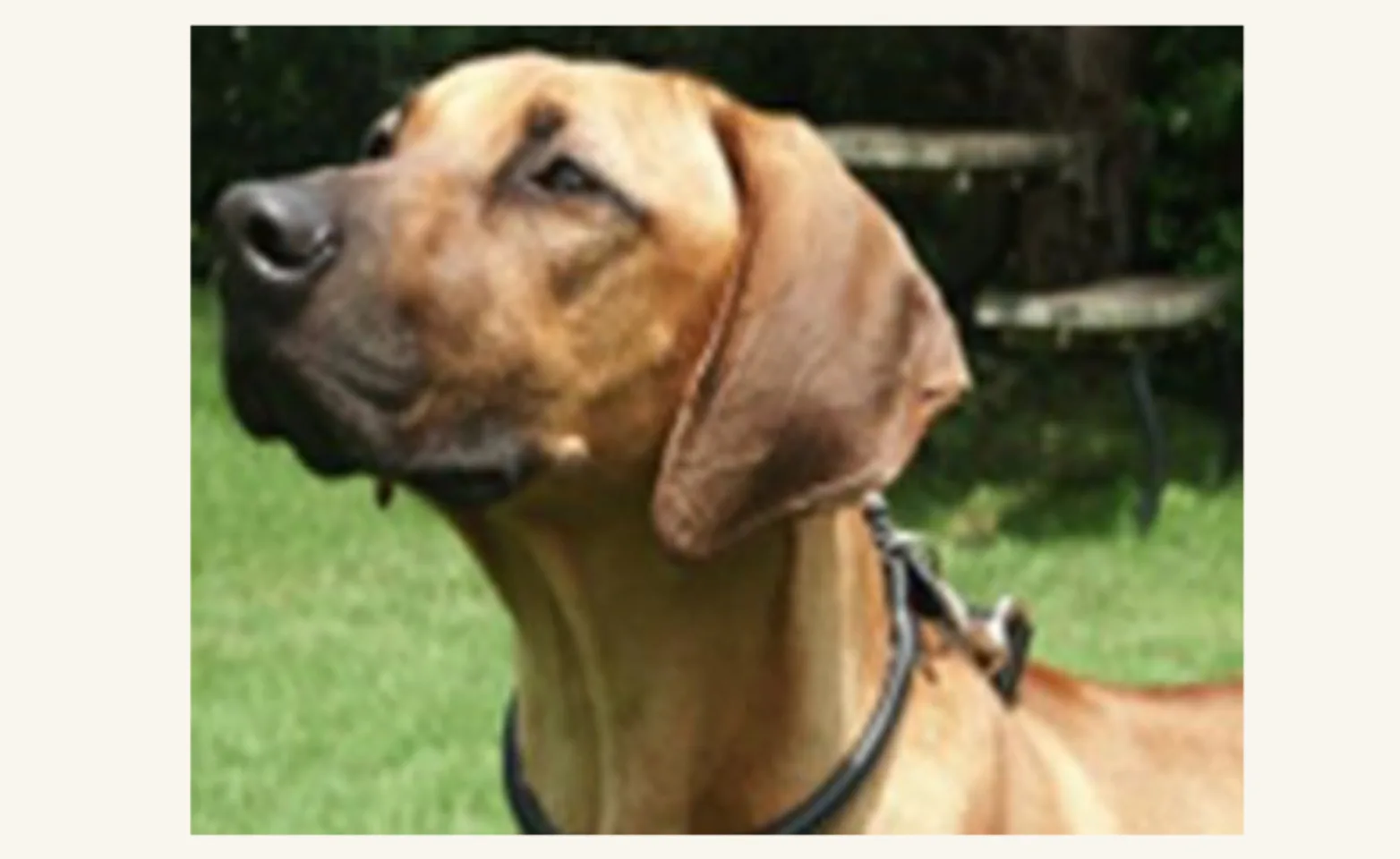 Dog looking upwards in a grassy field Dog looking upwards in a grassy field