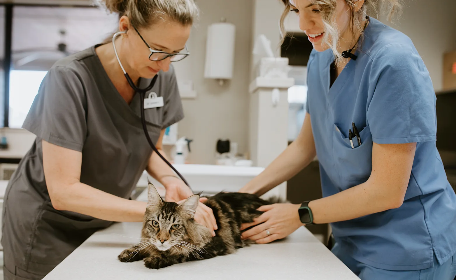 A veterinarian and associate in scrubs using a stethoscope to check on a gray striped cat with pointy ears A veterinarian and associate in scrubs using a stethoscope to check on a gray striped cat with pointy ears