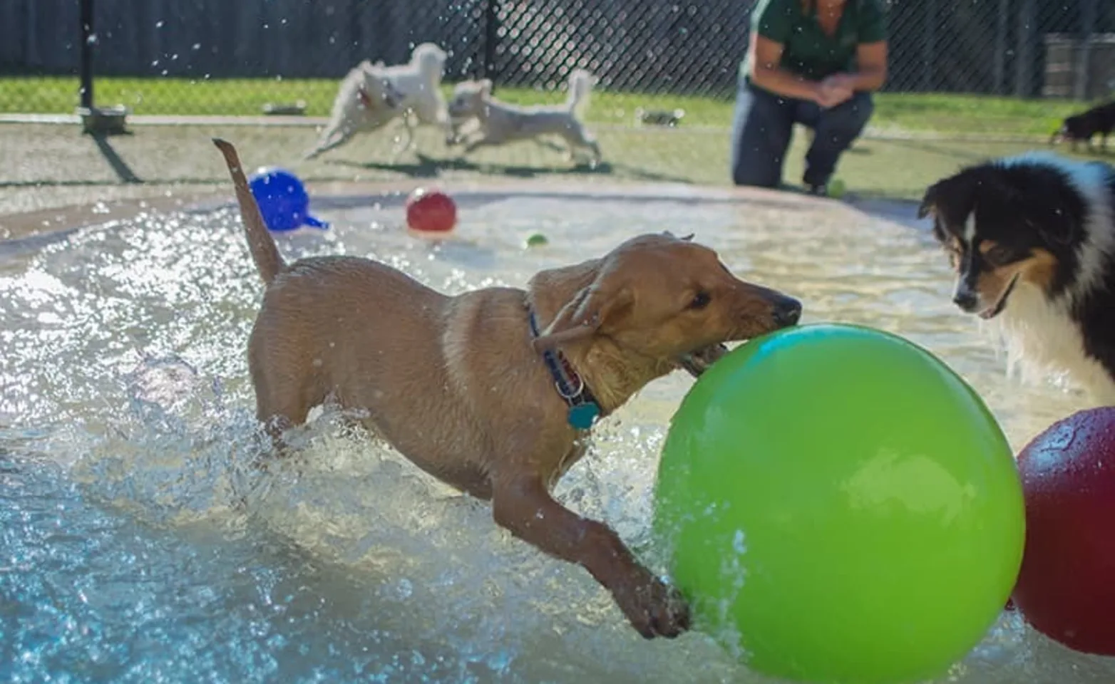 Group Play at Rover Oaks Pet Resort