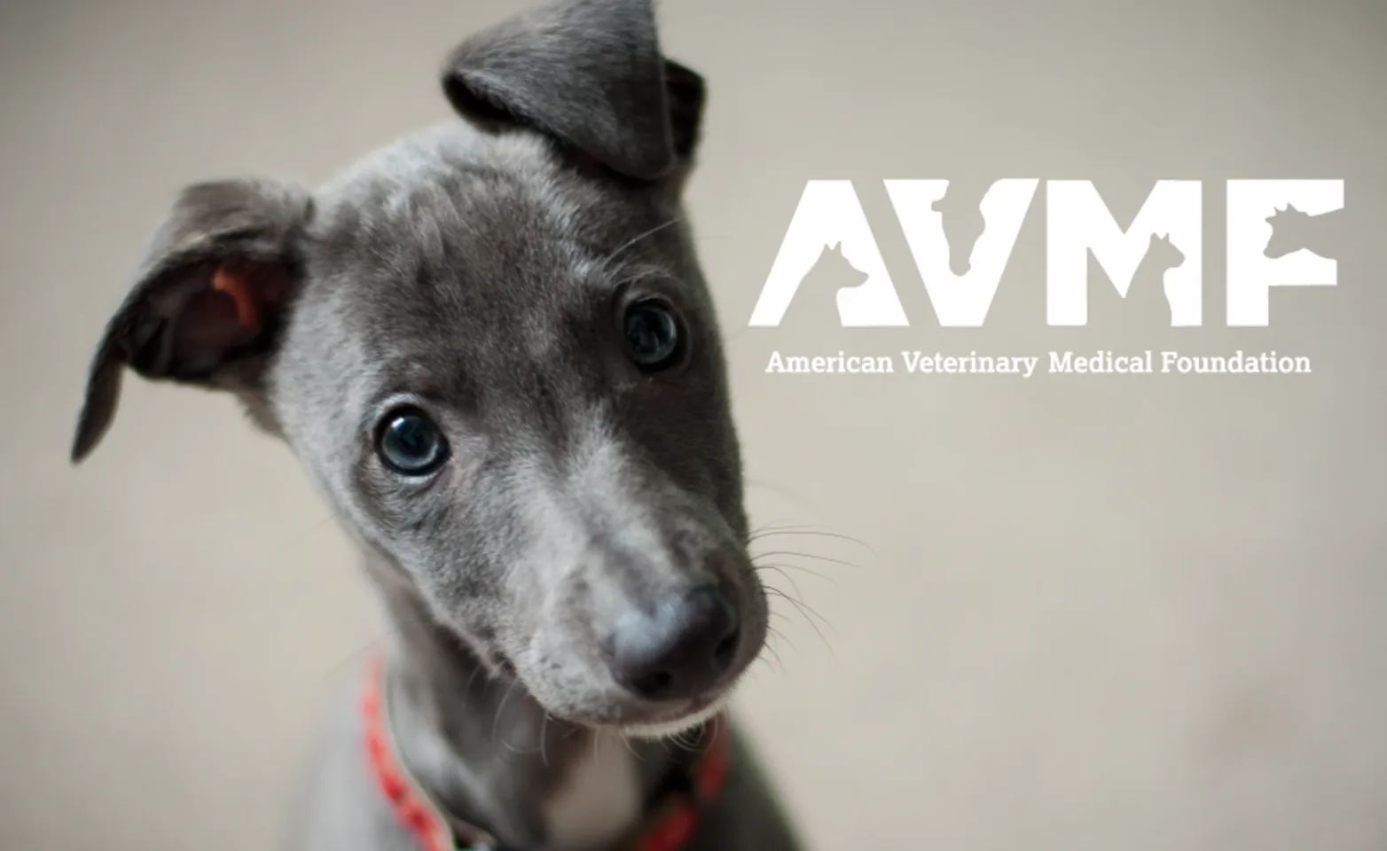 AVMF AVMF
