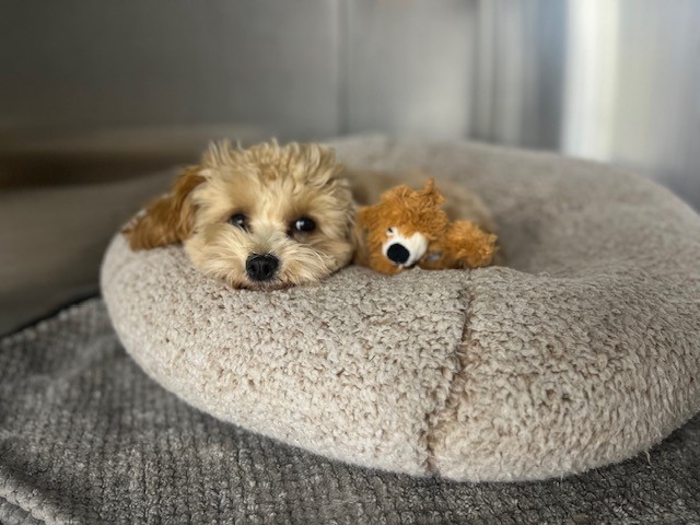 A dog laying with a toy