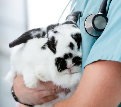 Veterinary staff member holding a rabbit Veterinary staff member holding a rabbit