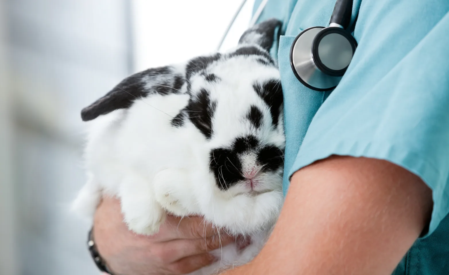 Veterinary staff member holding a rabbit Veterinary staff member holding a rabbit