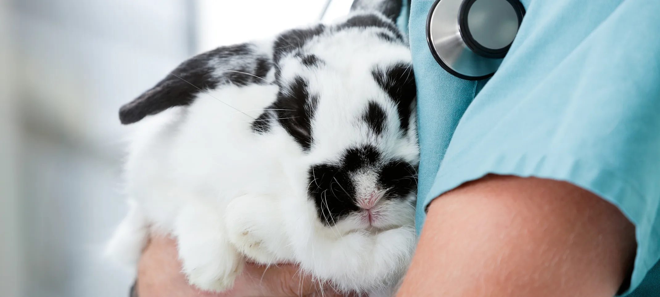 Veterinary staff member holding a rabbit Veterinary staff member holding a rabbit