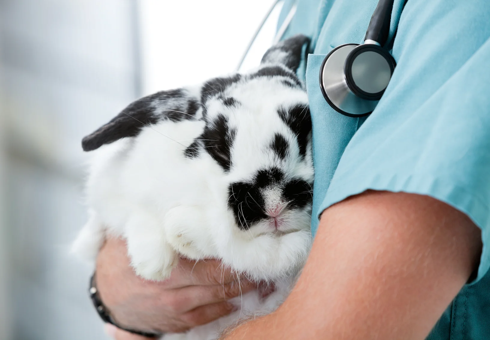 Veterinary staff member holding a rabbit Veterinary staff member holding a rabbit