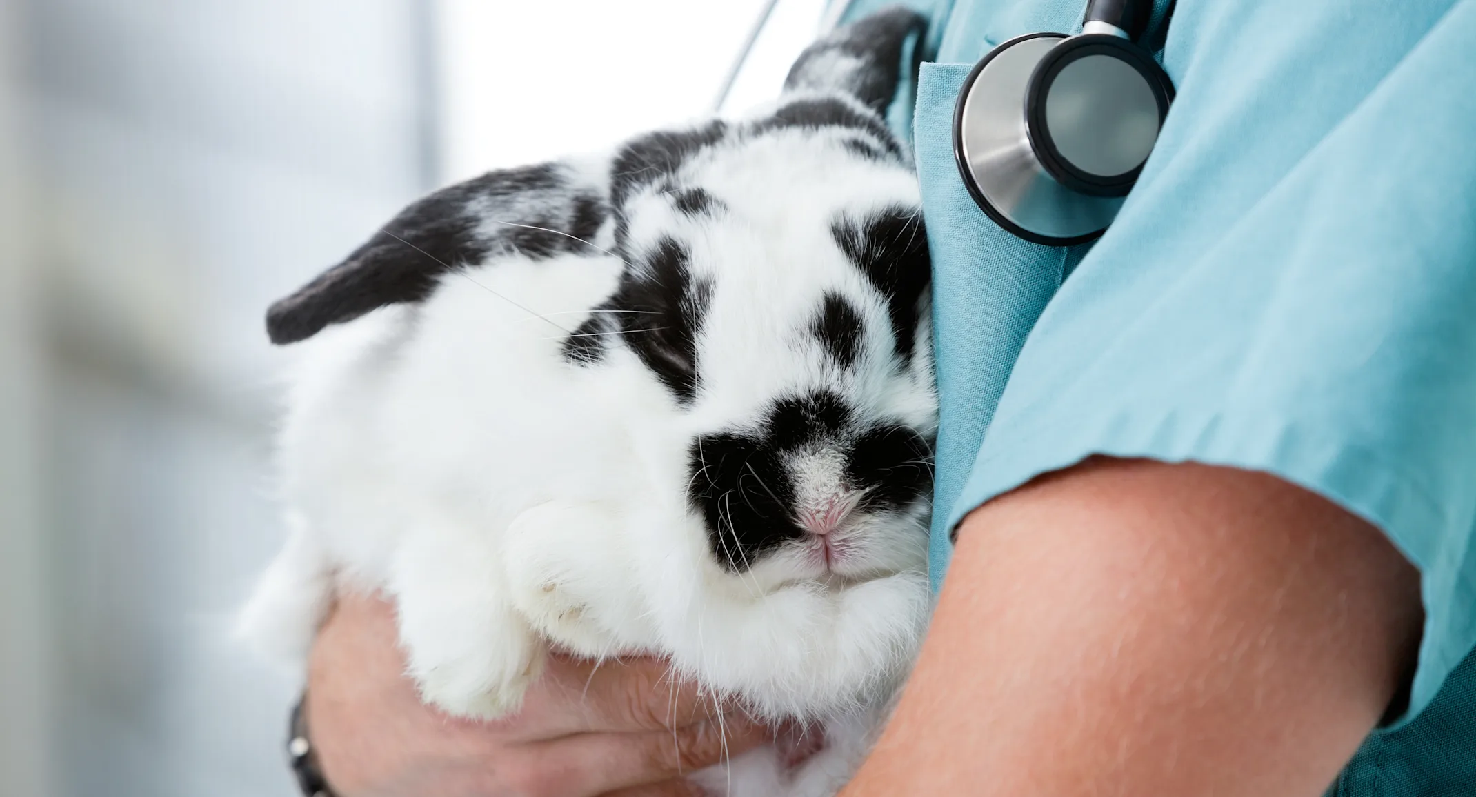 Veterinary staff member holding a rabbit Veterinary staff member holding a rabbit