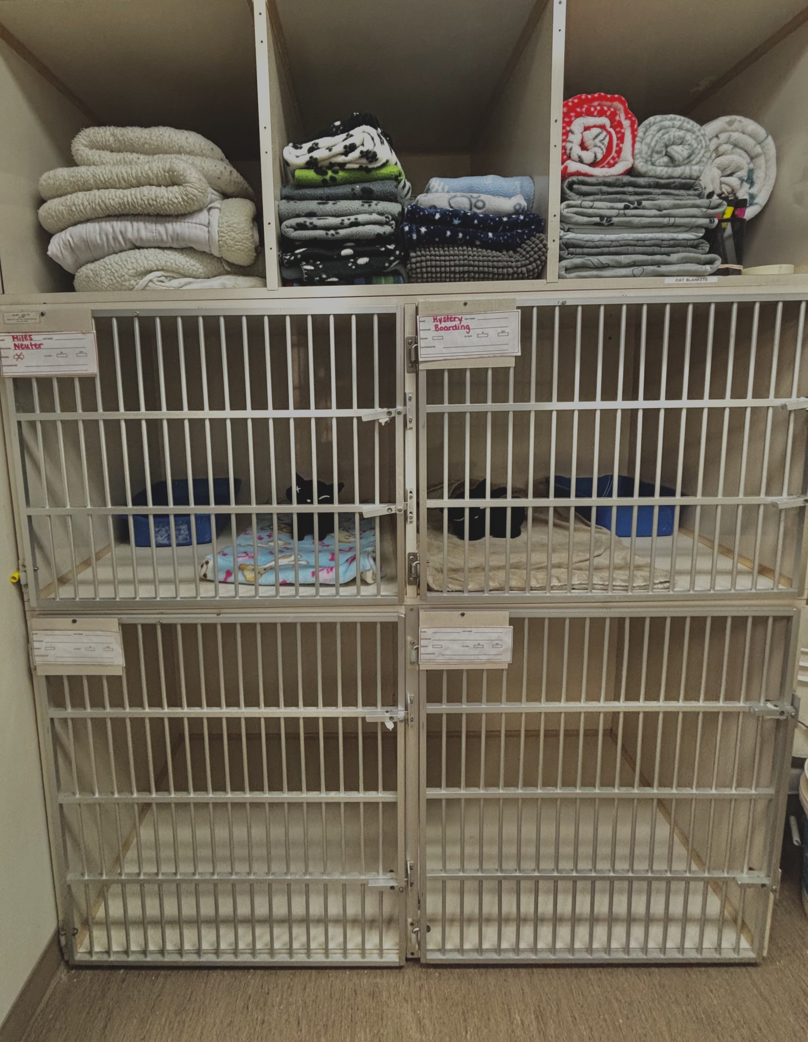 Cat kennel area