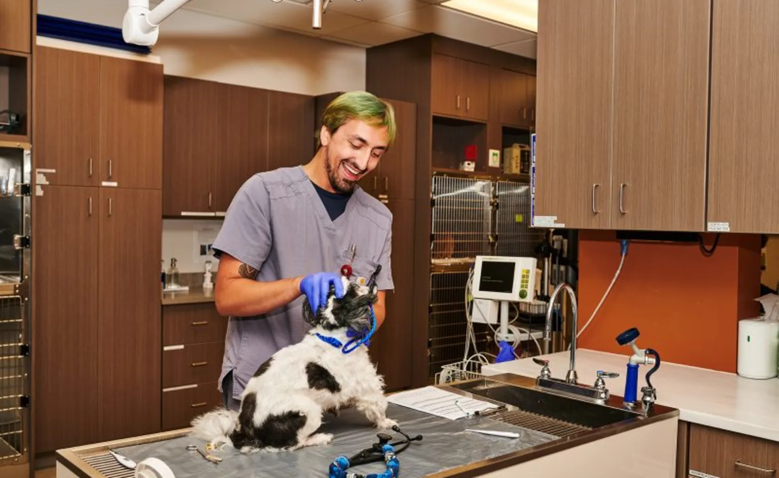 Staff member caring for dog Staff member caring for dog