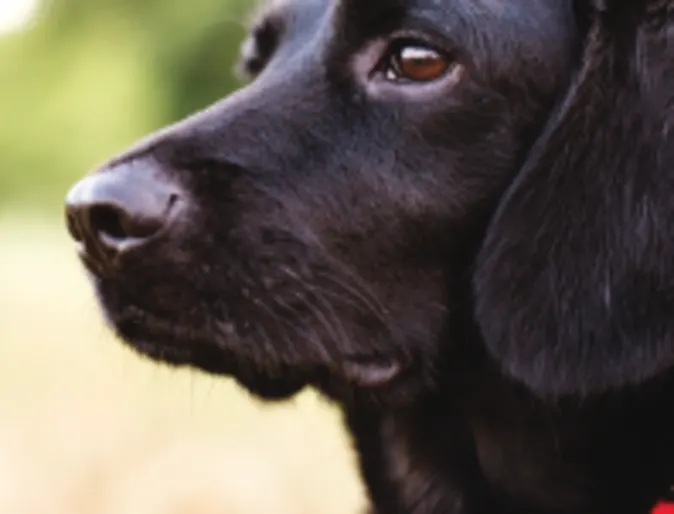 Black lab in field staring Black lab in field staring