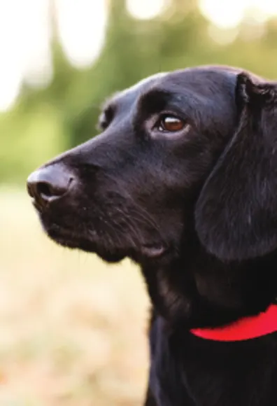 Black lab in field staring