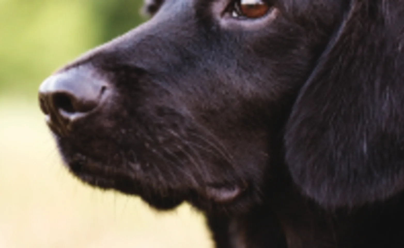 Black lab in field staring