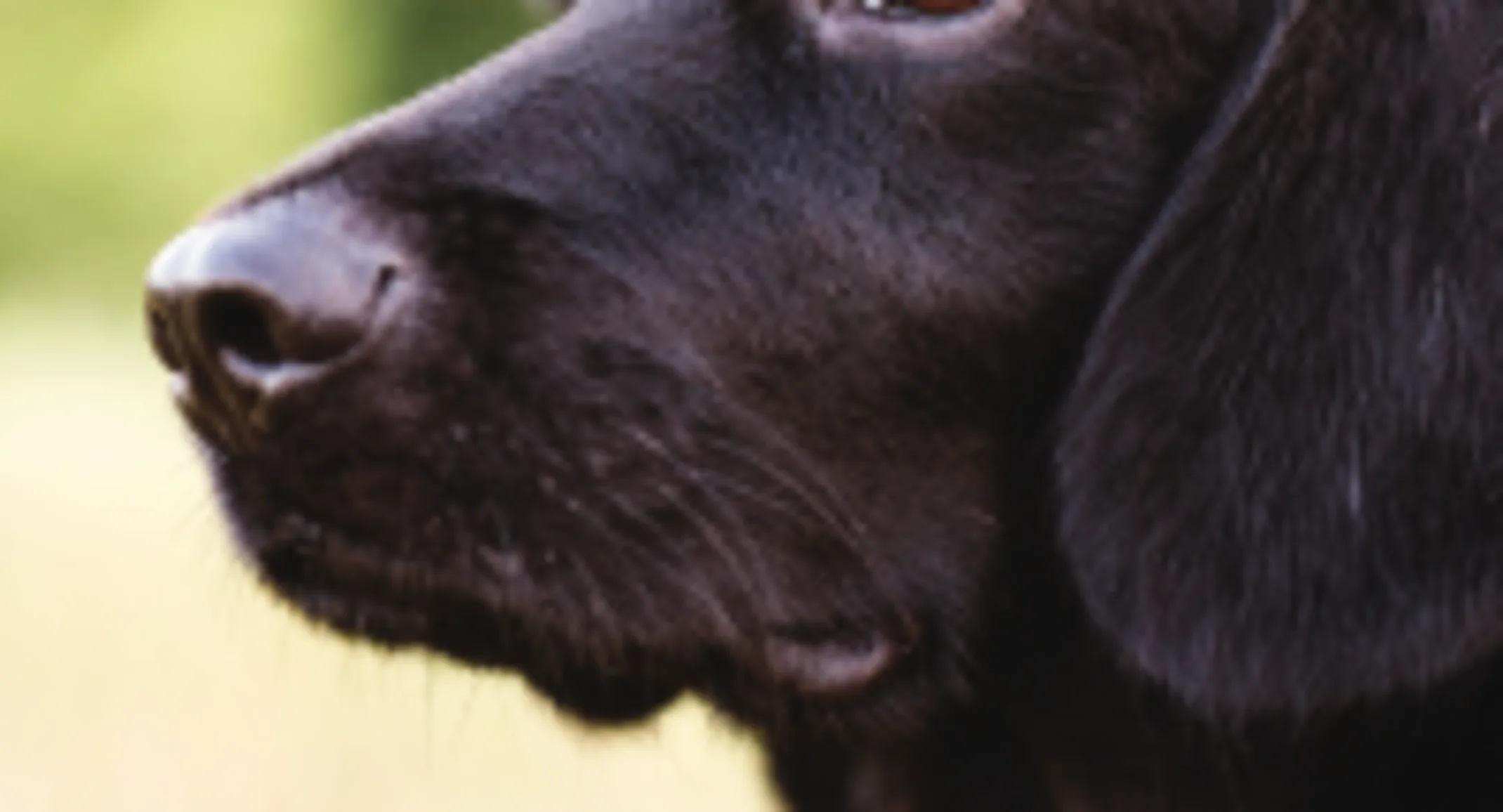 Black lab in field staring