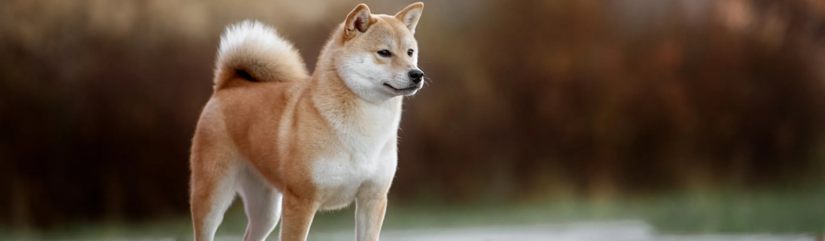 Dog standing and staring ahead