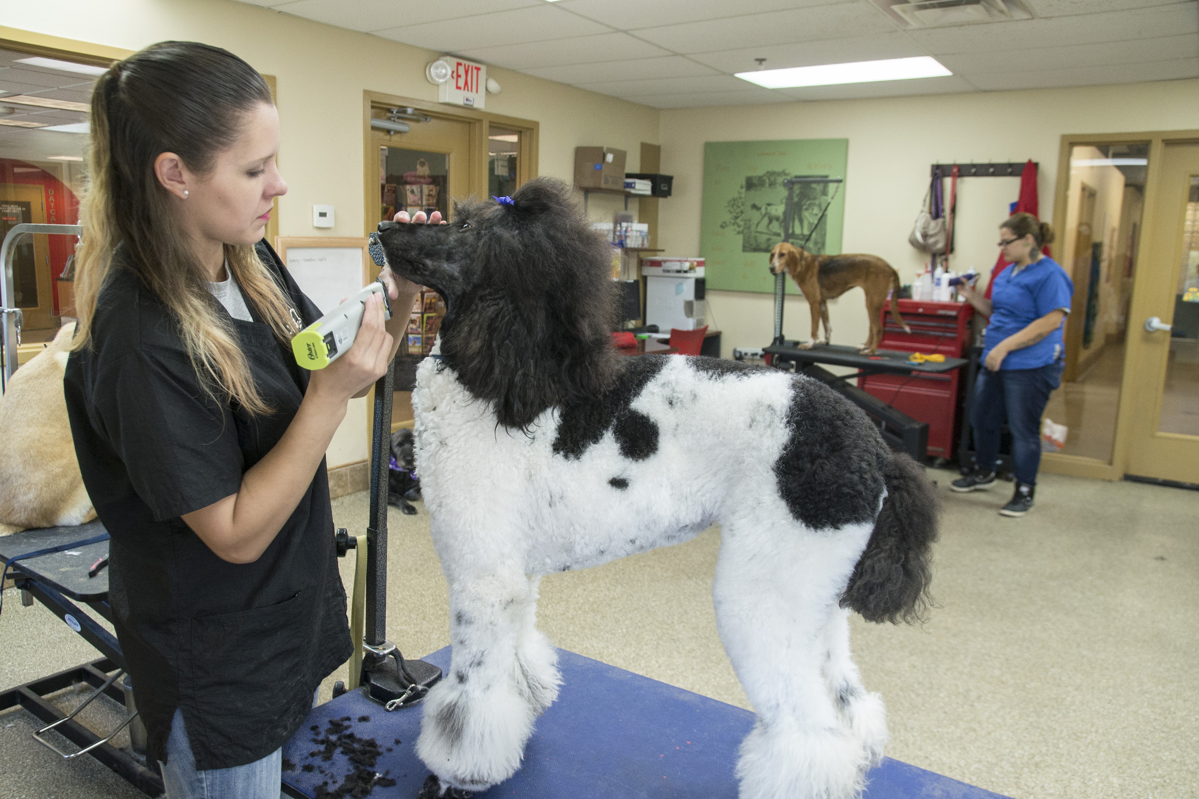 The Pet Spot Grooming