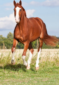Brown horse with white stocks running in a grassy field.
