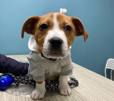 A dog with a sweater on a table A dog with a sweater on a table
