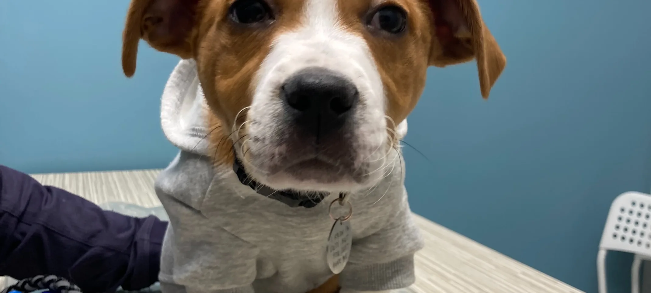 A dog with a sweater on a table A dog with a sweater on a table