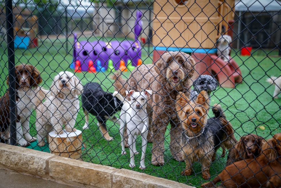 multiple dogs looking through the play yard fence at Hill Country Animal Hospital