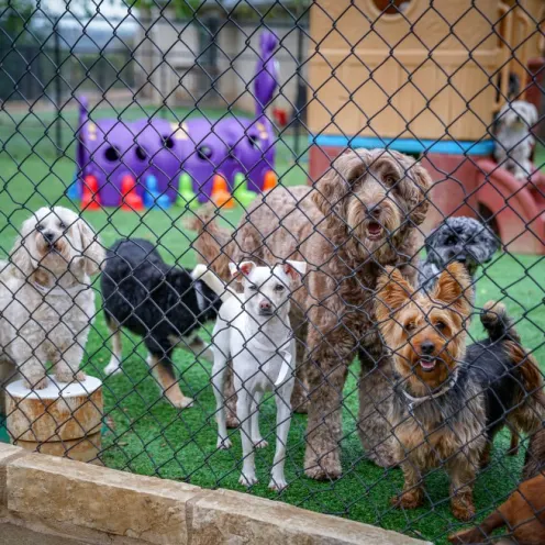 multiple dogs looking through the play yard fence at Hill Country Animal Hospital