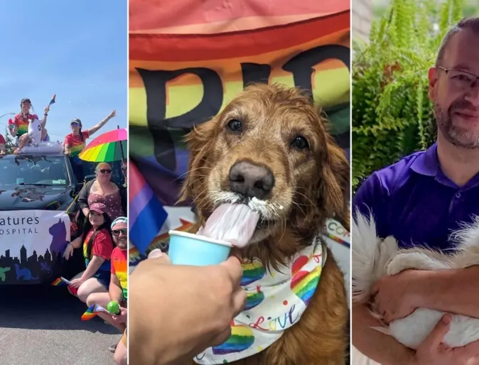 Three images - a group of people around a parade float with City Creatures Animal Hospital and rainbow animals on the banner, a dog licking ice cream, and a white fluffy cat cradled in the arms of a smiling person. 