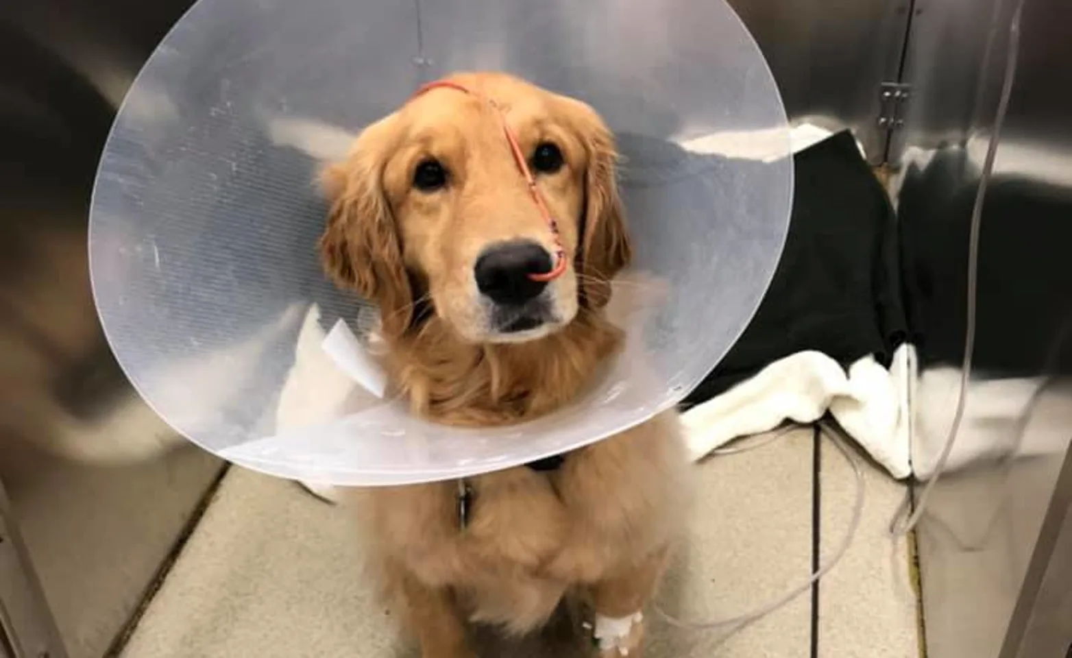 A dog sits in a kennel with a plastic cone around its head and a tube coming out of its nose