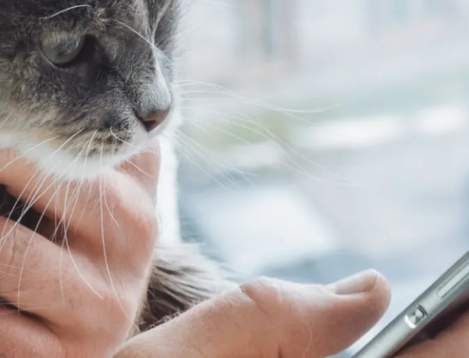 Cat watching owner browse their phone at home Cat watching owner browse their phone at home