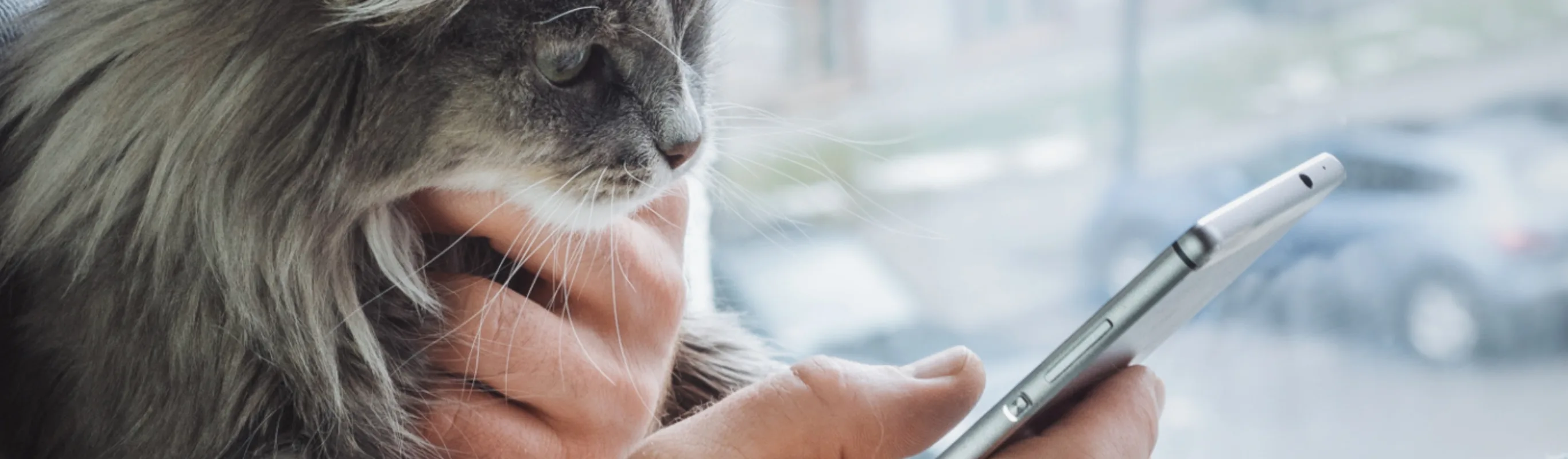 Cat watching owner browse their phone at home