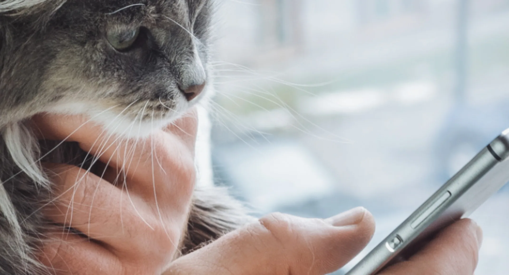 Cat watching owner browse their phone at home Cat watching owner browse their phone at home