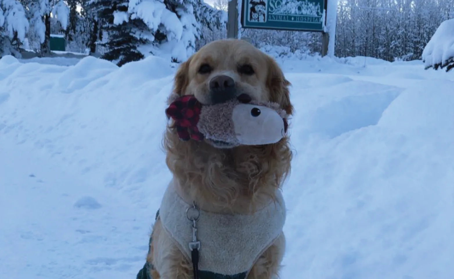 Dog sitting in snow with chew toy Dog sitting in snow with chew toy