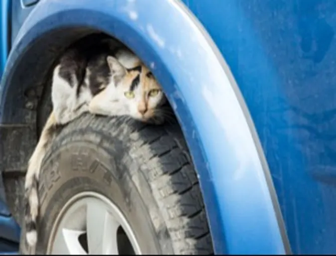 Cat on tire Cat on tire