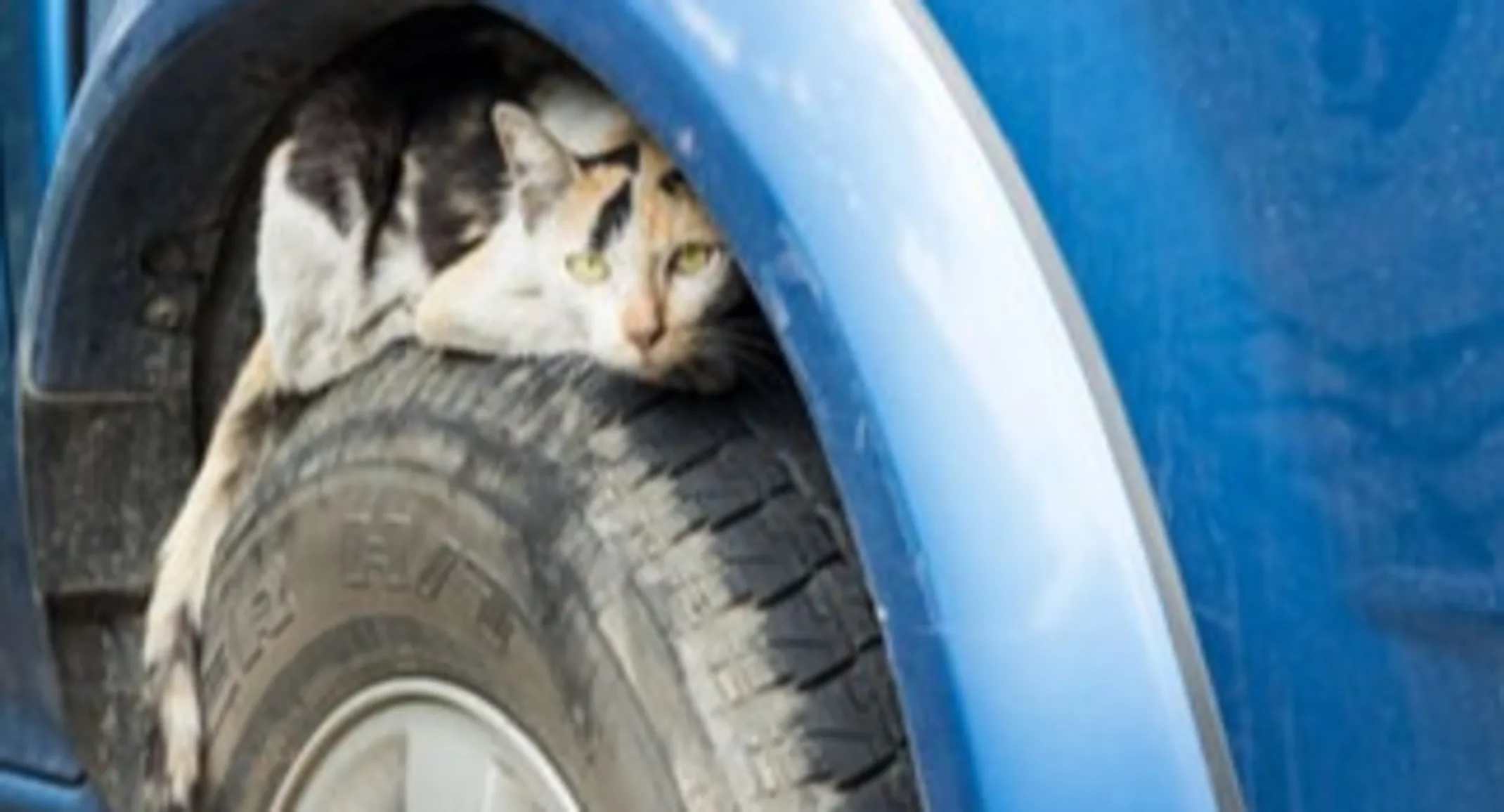 Cat on tire Cat on tire