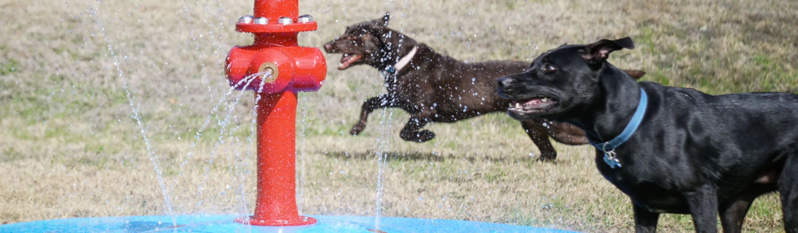 Great Oaks Animal Hospital 0166 - Promotions - Playground 1