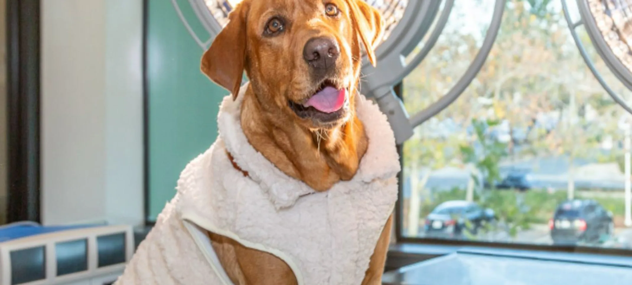 Photo of a dog in front of lab equipment